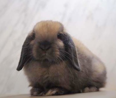 星うさぎページです。 ベビーの紹介 - うさぎ星 - 大阪のうさぎ専門店